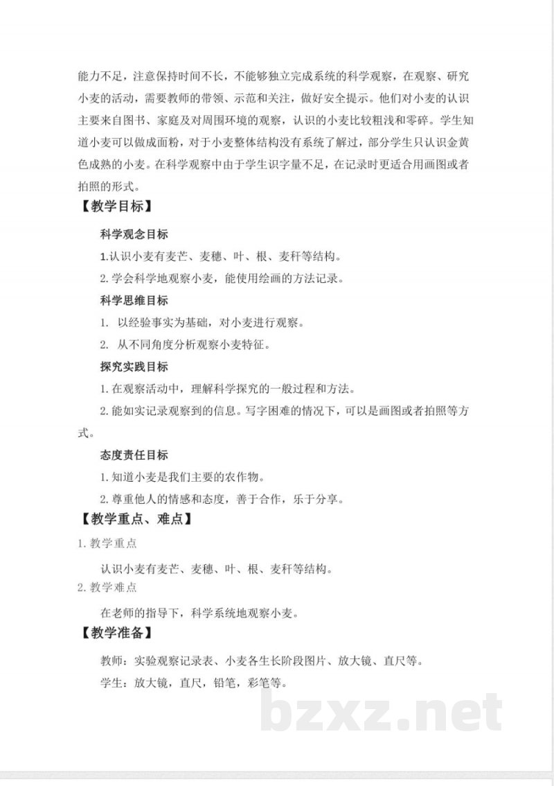 3.1 认识小麦 教案 课件2025大象版科学一年级下册 3.1 认识小麦 教案 课件2025大象版科学一年级下册