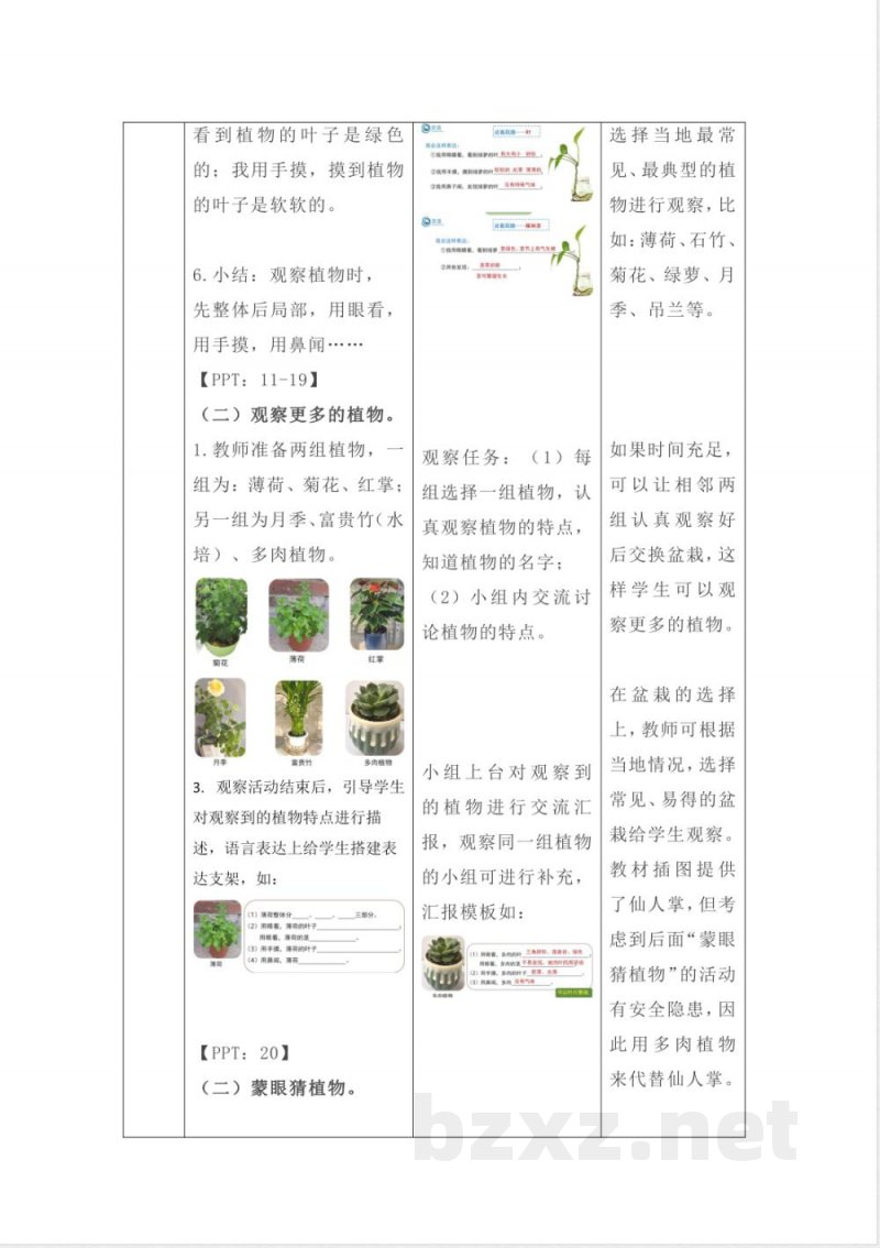 1.2 观察植物 教案 2025教科版科学一年级上册