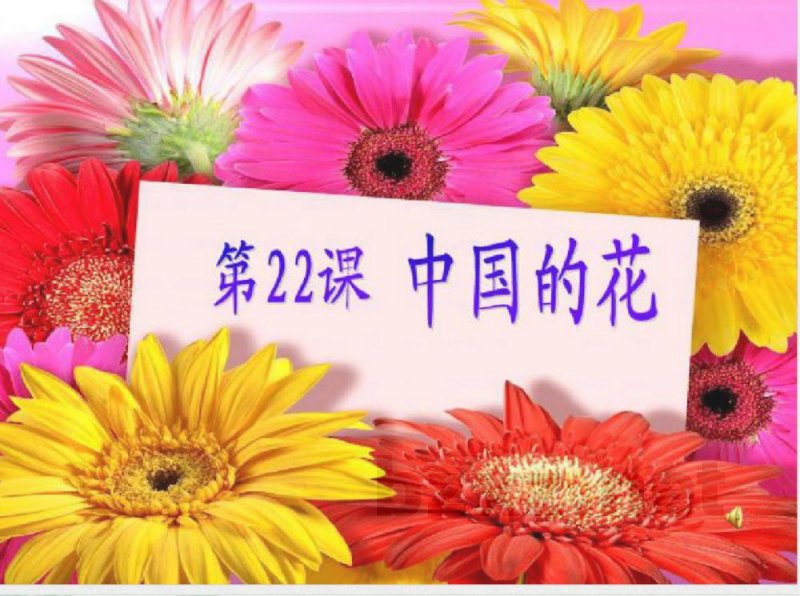 六年级语文上册中国的花课件3鄂教版 六年级语文上册中国的花课件3鄂教版