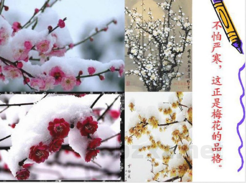 六年级语文上册中国的花课件3鄂教版 六年级语文上册中国的花课件3鄂教版