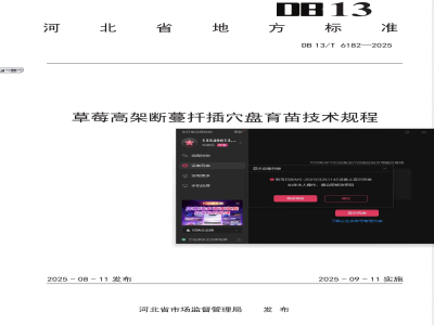 DB13/T 6182-2025草莓高架断蔓扦插穴盘育苗技术规程