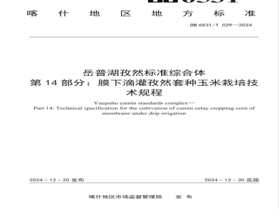 DB6531/T 029-2024岳普湖孜然标准综合体 第14部分：膜下滴灌孜然套种玉米栽培技术规程