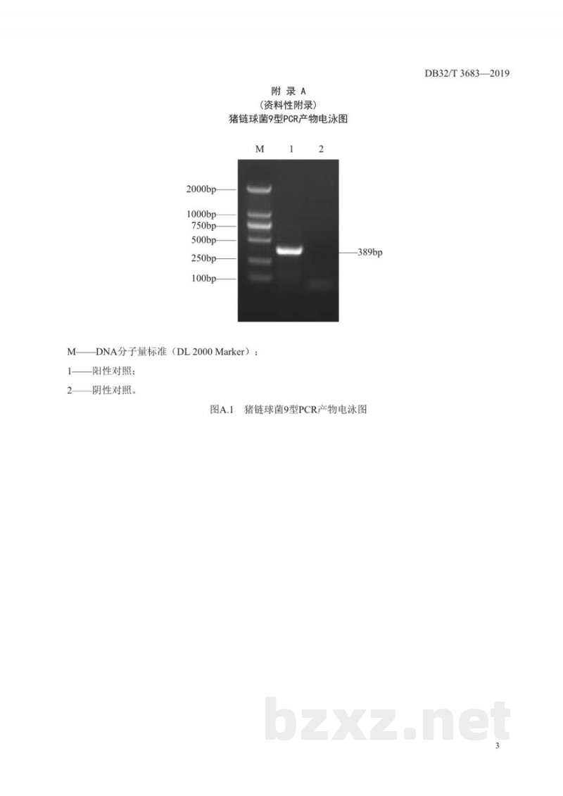 DB32/T 3683-2019猪链球菌9型PCR检测技术规程 DB32/T 3683-2019猪链球菌9型PCR检测技术规程
