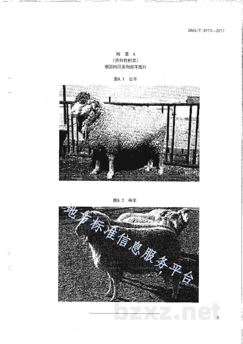 DB65/T 3973-2017德国肉用美利奴种羊