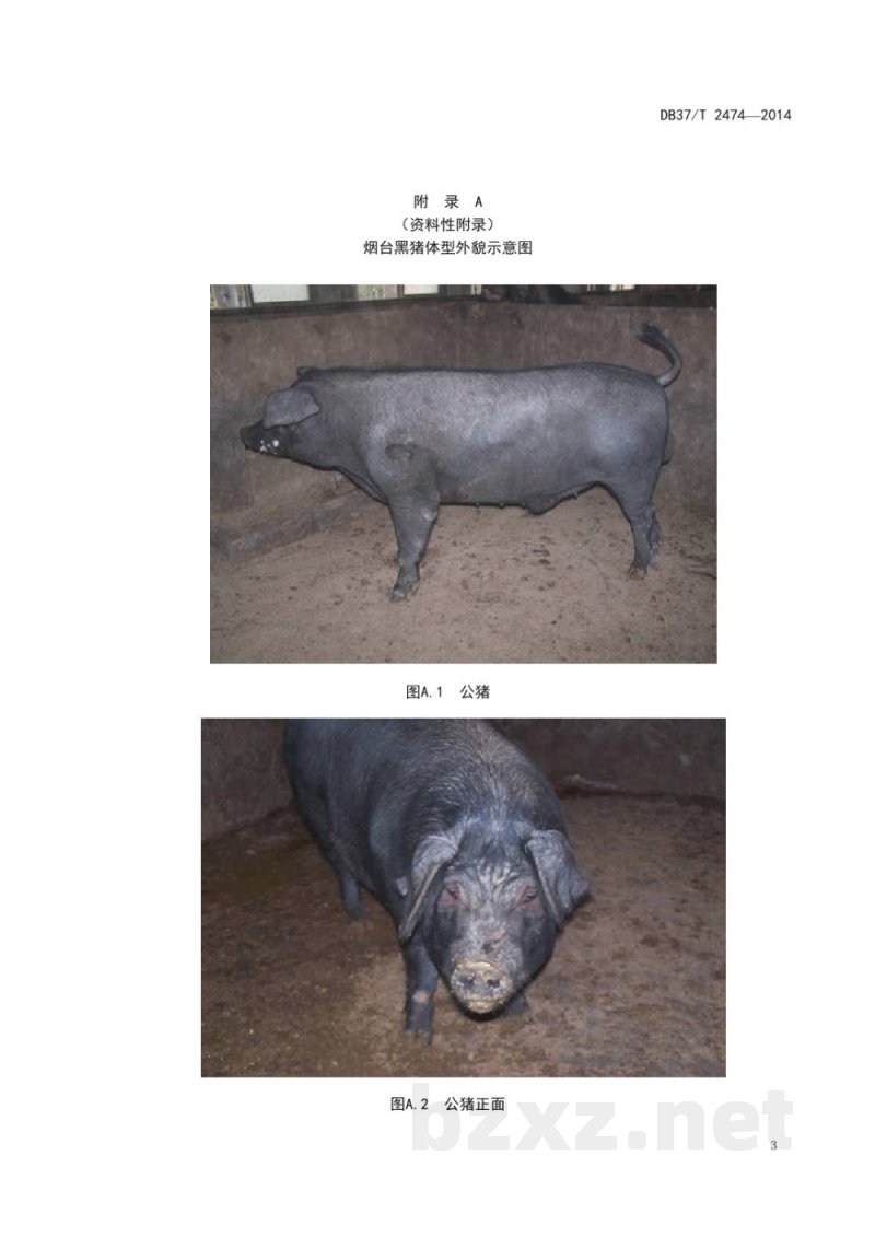 DB37/T 2474-2014烟台黑猪 DB37/T 2474-2014烟台黑猪
