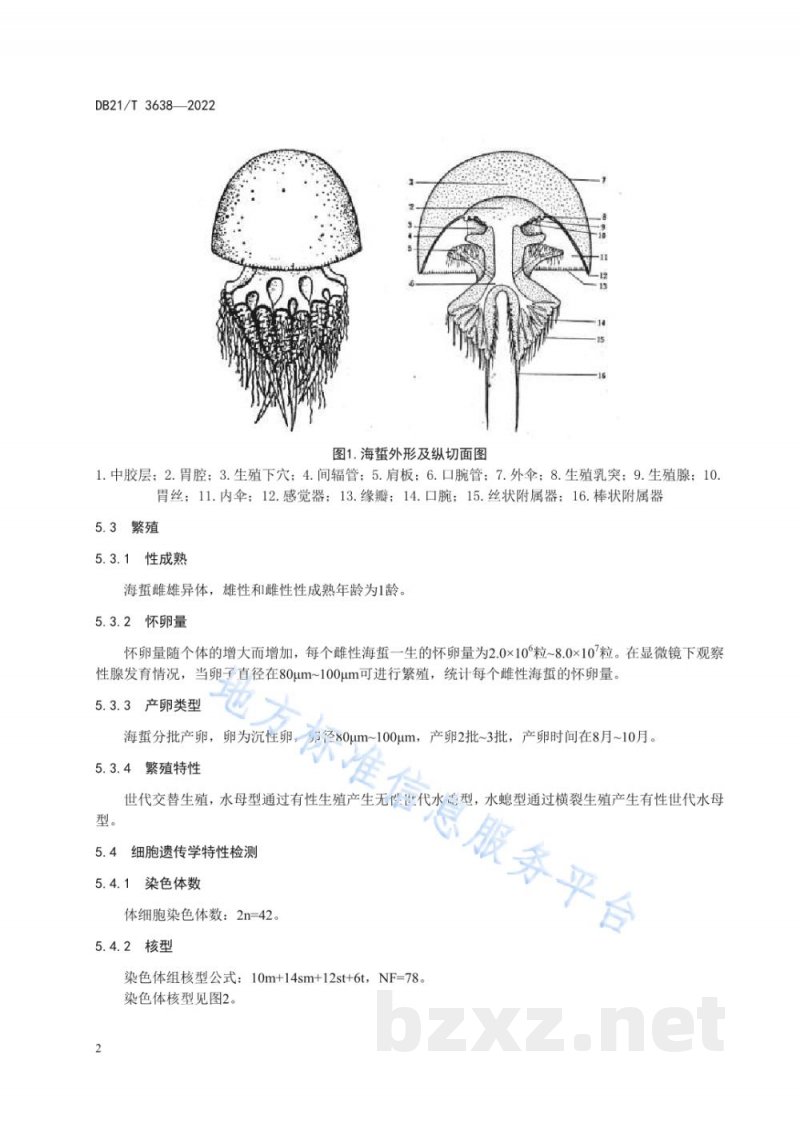 DB21/T 3638-2022海蜇种质鉴定技术规范 DB21/T 3638-2022海蜇种质鉴定技术规范