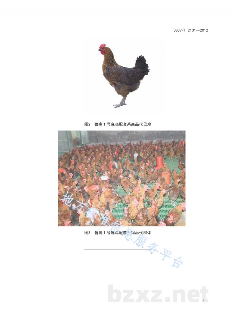 DB37/T 2131-2012鲁禽1号麻鸡配套系商品代 DB37/T 2131-2012鲁禽1号麻鸡配套系商品代