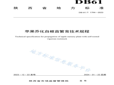 DB61/T 1794-2023苹果乔化自根砧苗木繁育技术规程