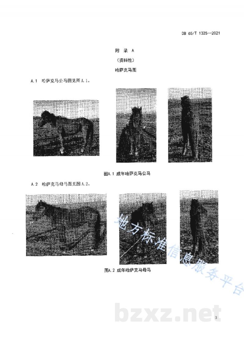 DB65/T 1325-2021哈萨克马 DB65/T 1325-2021哈萨克马