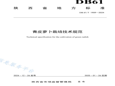 DB61/T 1909-2024青皮萝卜栽培技术规范