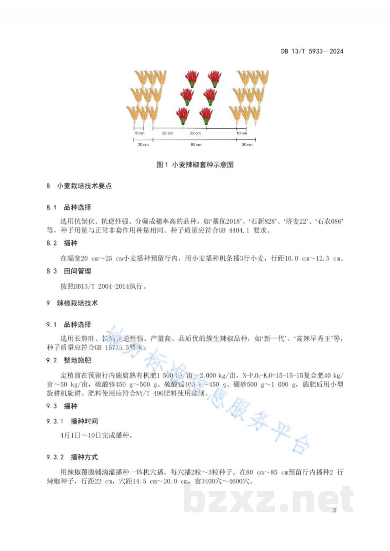 DB13/T 5933-2024小麦辣椒套作高效栽培技术规程 DB13/T 5933-2024小麦辣椒套作高效栽培技术规程