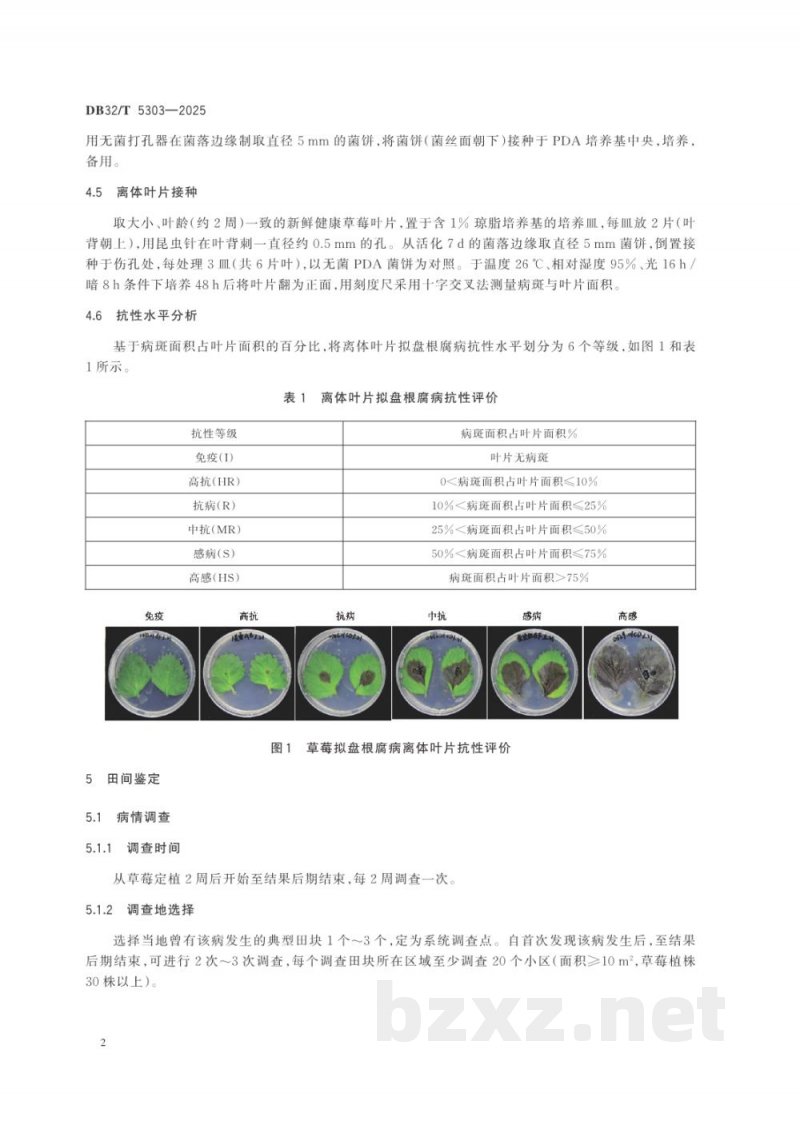 DB32/T 5303-2025草莓拟盘根腐病抗性鉴定评价技术规程 DB32/T 5303-2025草莓拟盘根腐病抗性鉴定评价技术规程