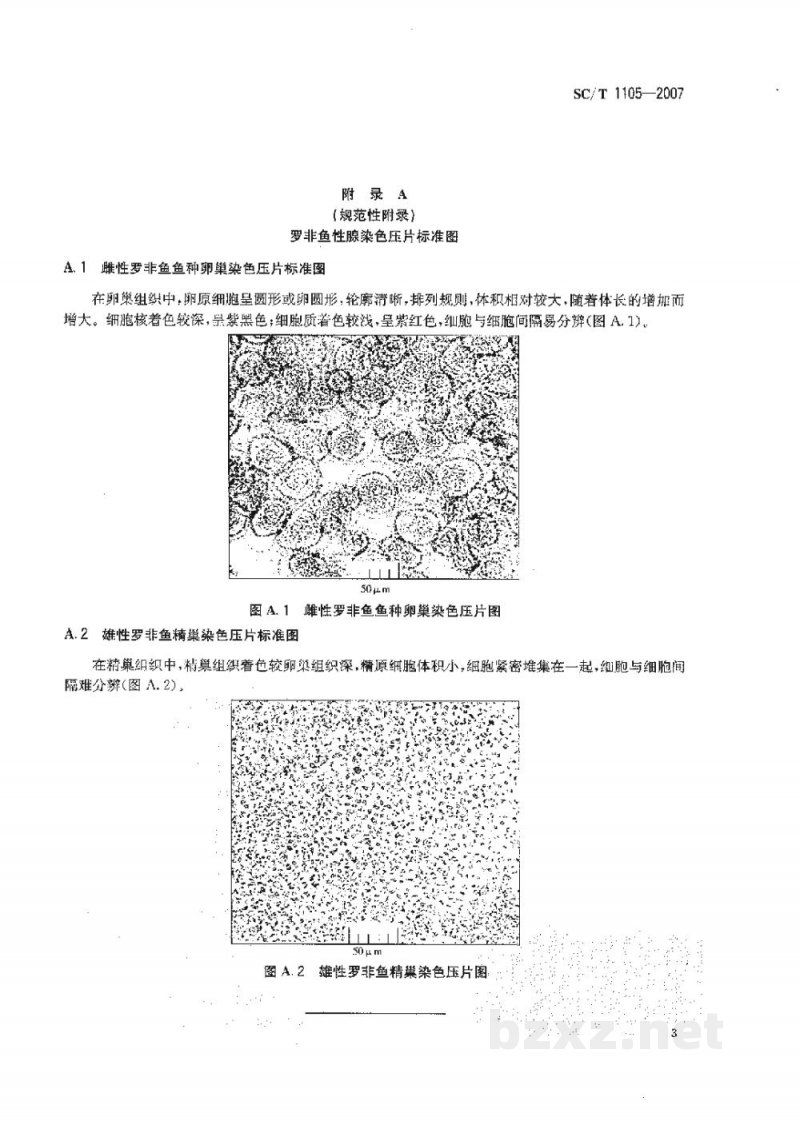 SC/T 1105-2007罗非鱼鱼种性别鉴定方法 SC/T 1105-2007罗非鱼鱼种性别鉴定方法