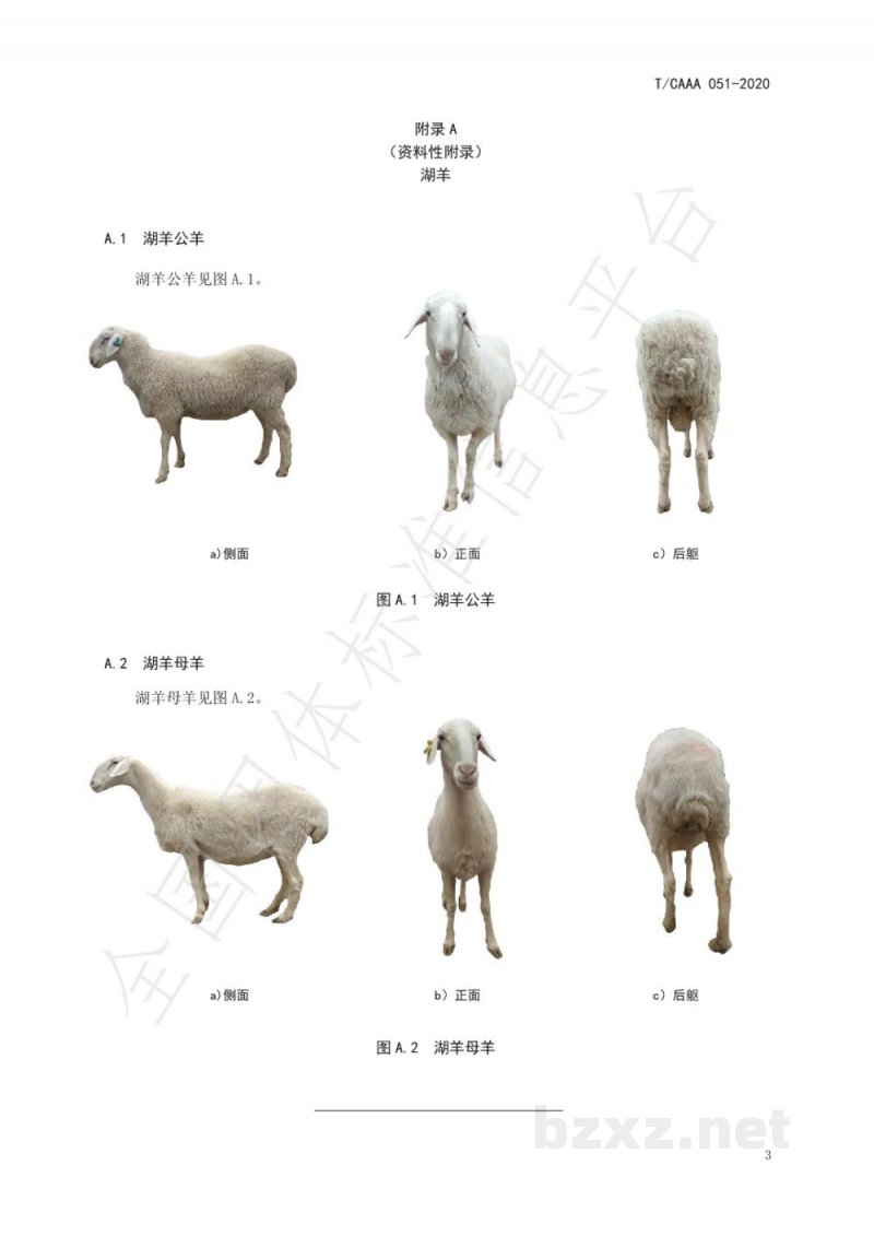 T/CAAA 051-2020湖羊