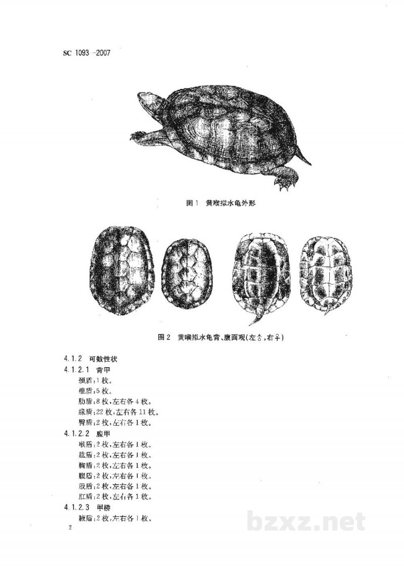 SC 1093-2007黄喉拟水龟 SC 1093-2007黄喉拟水龟