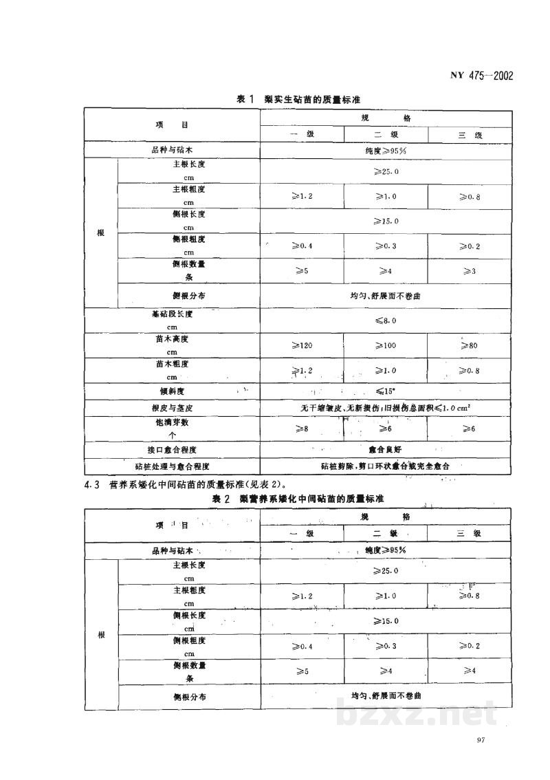 NY 475-2002梨苗木 NY 475-2002梨苗木