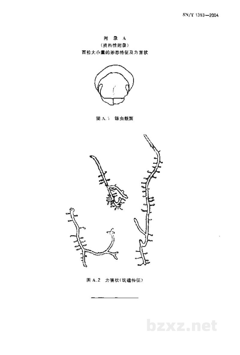 SN/T 1393-2004西松大小蠹检疫鉴定方法 SN/T 1393-2004西松大小蠹检疫鉴定方法