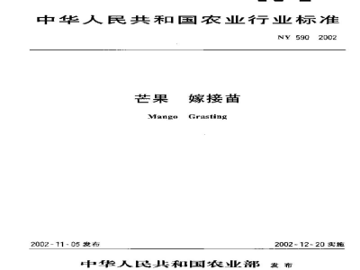 NY 590-2002芒果　嫁接苗