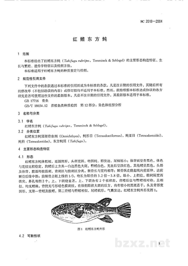 SC 2018-2004红鳍东方鲀 SC 2018-2004红鳍东方鲀