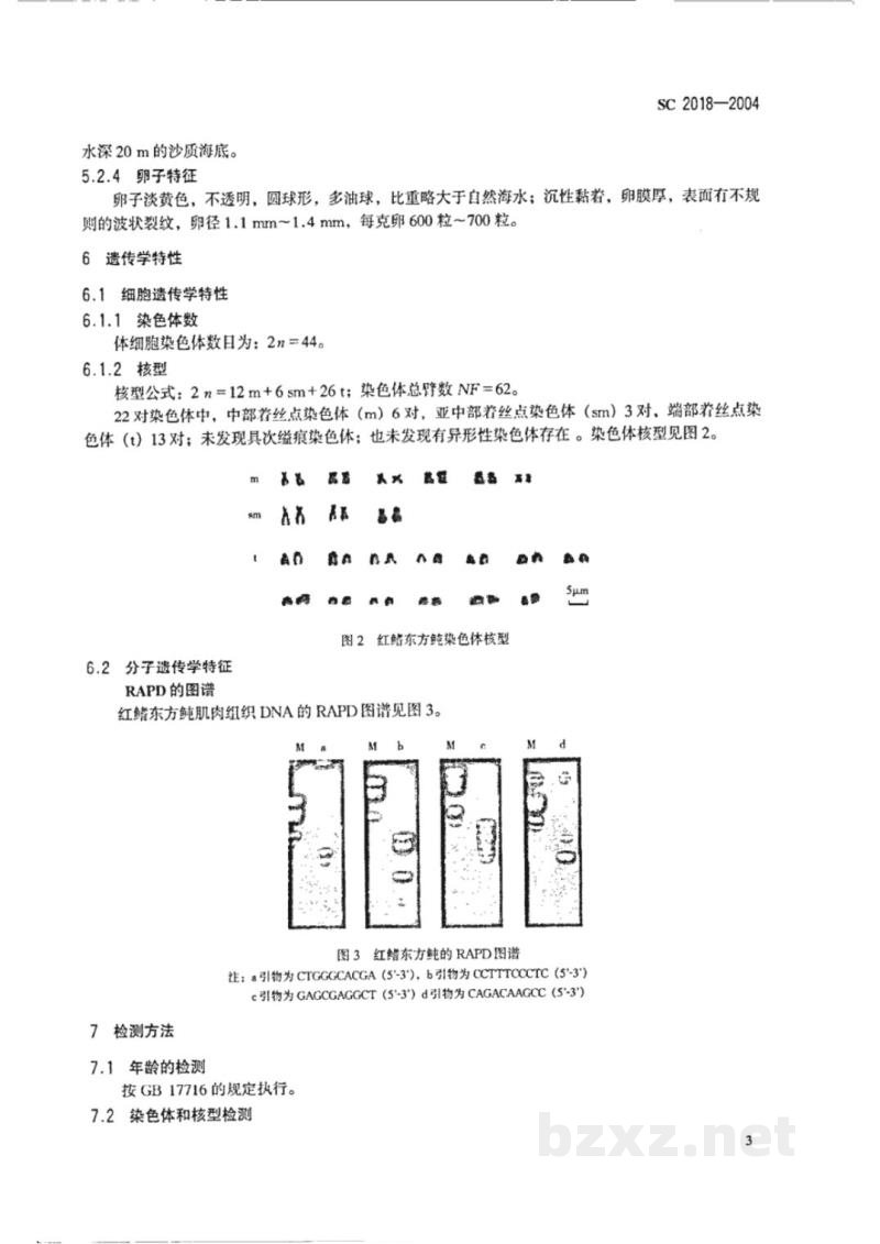 SC 2018-2004红鳍东方鲀 SC 2018-2004红鳍东方鲀