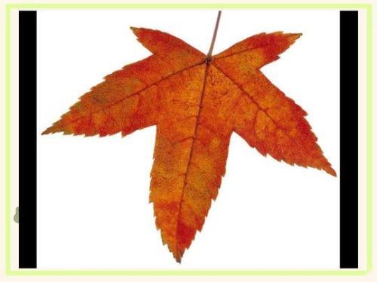 中小幼大一班美术：秋天的树公开课教案教学设计课件