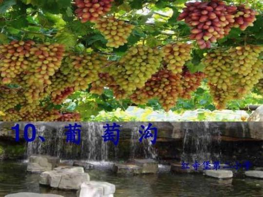 葡萄沟优秀教学课件