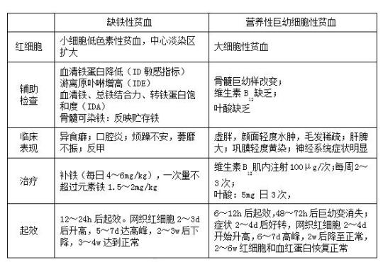1.5--3-2巨幼细胞贫血生理学课件 巨幼细胞贫血PPT