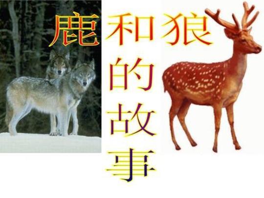 六年级语文上册《鹿和狼的故事》ppt最新6篇